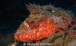 Scorpion fish by Philippe Brunner 